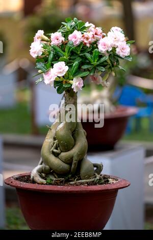 HCM City, Vietnam - 14 febbraio 2021: Immagine di vasi di fiori di adenium sono esposti in un concorso di fiori nel Parco di Tao Dan durante il Capodanno lunare 2021 Foto Stock