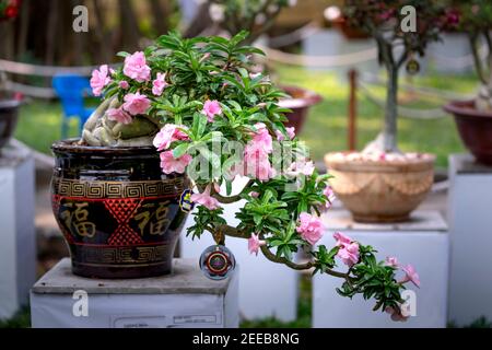 HCM City, Vietnam - 14 febbraio 2021: Immagine di vasi di fiori di adenium sono esposti in un concorso di fiori nel Parco di Tao Dan durante il Capodanno lunare 2021 Foto Stock