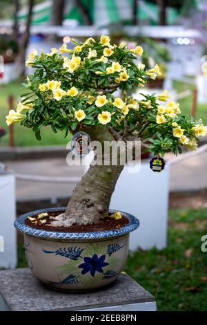 HCM City, Vietnam - 14 febbraio 2021: Immagine di vasi di fiori di adenium sono esposti in un concorso di fiori nel Parco di Tao Dan durante il Capodanno lunare 2021 Foto Stock