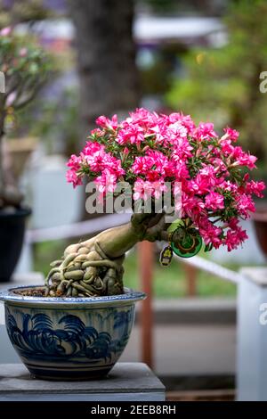 HCM City, Vietnam - 14 febbraio 2021: Immagine di vasi di fiori di adenium sono esposti in un concorso di fiori nel Parco di Tao Dan durante il Capodanno lunare 2021 Foto Stock