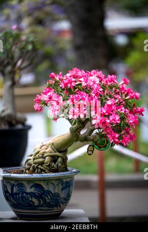 HCM City, Vietnam - 14 febbraio 2021: Immagine di vasi di fiori di adenium sono esposti in un concorso di fiori nel Parco di Tao Dan durante il Capodanno lunare 2021 Foto Stock