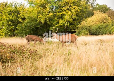 Due cervi rossi a Richmond Park, Londra. Foto Stock