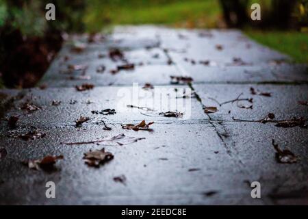 Foglie d'autunno su un sentiero bagnato giardino Foto Stock