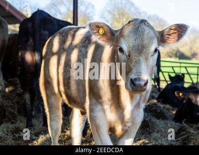 Vacca giovane marrone chiaro in un fienile di mucca in primavera In una fattoria in Kent Foto Stock