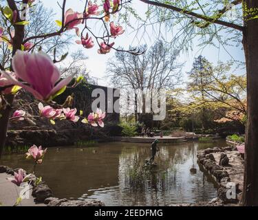 BUDAPEST, UNGHERIA - 04 APRILE 2019: Bella giornata di sole primavera nel giardino giapponese dell'isola di Margeret a Budapest, Ungheria Foto Stock