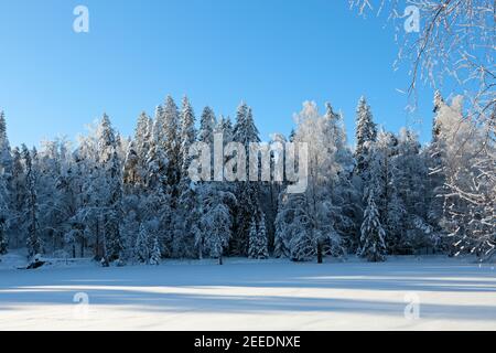 Il bordo di una foresta in ombra su un freddo giorno invernale Foto Stock