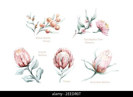 Set di fiori protea acquerelli e foglie tropicali, illustrazione dipinta a mano di esotici elementi floreali australiani e africani isolati su una ba bianca Foto Stock