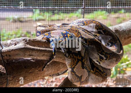 Grande serpente dormendo in gabbia. Fauna tropicale nello zoo. Grande pitone in gabbia. Pericoloso rettile di isola tropicale. Predatore della foresta pluviale o della giungla. sna Python Foto Stock