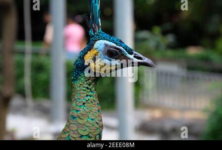 Foto di primo piano della testa di pafowl iridescente. Ritratto di uccello in zoo. Piuma verde e blu di pavone. Carino uccello primo piano foto con piumaggio, becco e occhio Foto Stock