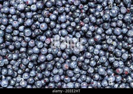 Mirtilli - bacche commestibili e salutari dolci blu-neri di la pianta del mirtillo Foto Stock