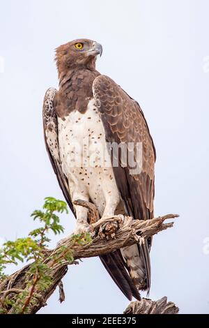 Una grande aquila marziale Polemaetus bellicosus si trova in un albero nel Parco Nazionale Hwange dello Zimbabwe. Foto Stock