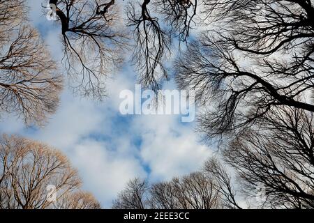 Sottili rami salici contro cielo nuvoloso ma parzialmente blu Foto Stock