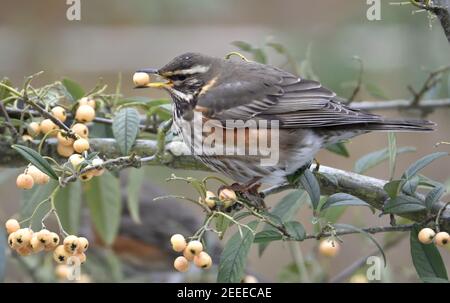 Redwing (Turdus iliacus) che si nutrono di bacche di Cotoneaster in un giardino d'inverno. Kent, Regno Unito (Feb 2021) Foto Stock