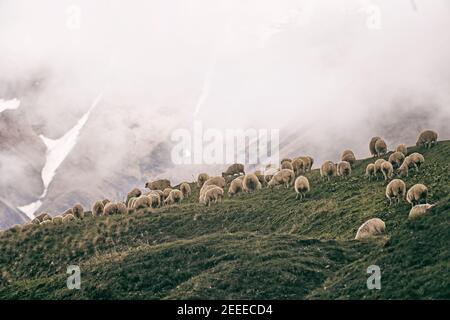 Pecore di montagna Foto Stock