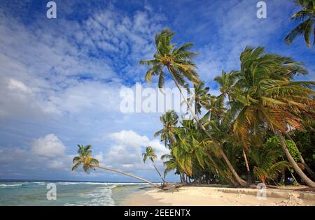 Le palme sulla spiaggia, Filitheyo Island, Maldive Foto Stock