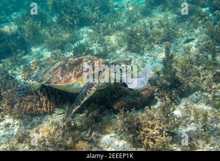 Tartaruga marina e sacchetto di plastica. Foto problema di ecologia. Tartaruga marina mangia plastica subacquea foto. Inquinamento da rifiuti di plastica. Sofferenza animale dell'oceano Foto Stock