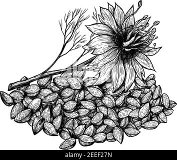 Cumino o nigella sativa pianta e semi. Mano disegnata su sfondo bianco. Stile di disegno con incisione. Illustrazione vettoriale. Illustrazione Vettoriale
