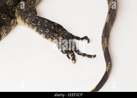 Asian Water Monitor lucertola Varanus salvator isolato su un bianco sfondo Foto Stock