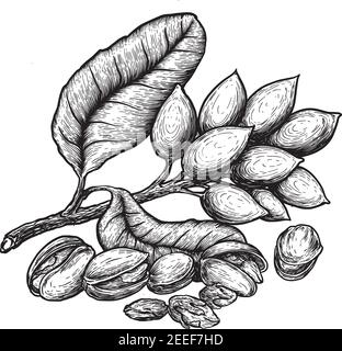 Pistacchi e pistacchi con noci e foglie. Schizzi disegnati a mano illustrazione vettoriale su sfondo bianco in stile vintage. Illustrazione Vettoriale