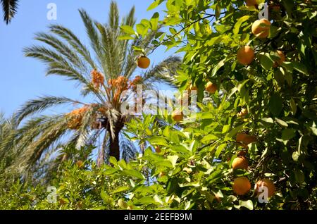 vista del palazzo bahia, marrakech marocco Foto Stock