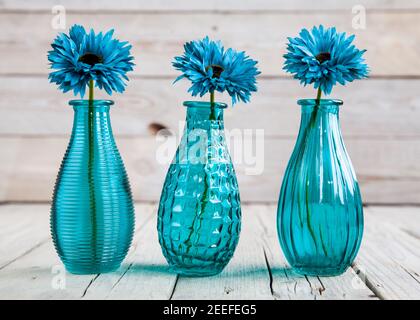 fiore di gerbera blu in un vaso su sfondo di legno e. Foto Stock