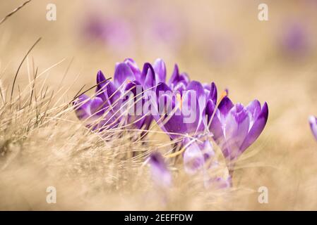 Bella viola di crochi floricoltura a secco di erba gialla, il primo segno di primavera. Pasqua stagionali sfondo naturale. Foto Stock