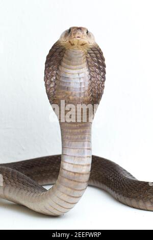 Il Iavan sputare cobra (Naja sputatrix) chiamato anche indonesiano meridionale cobra, o indonesiano cobra. isolato su sfondo bianco Foto Stock