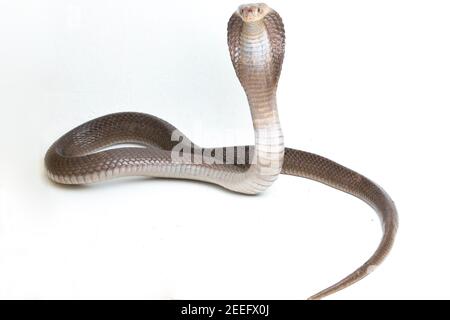 Il Iavan sputare cobra (Naja sputatrix) chiamato anche indonesiano meridionale cobra, o indonesiano cobra. isolato su sfondo bianco Foto Stock