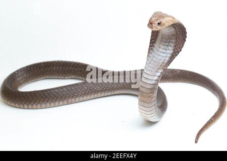 Il Iavan sputare cobra (Naja sputatrix) chiamato anche indonesiano meridionale cobra, o indonesiano cobra. isolato su sfondo bianco Foto Stock