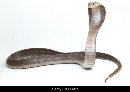 Il Iavan sputare cobra (Naja sputatrix) chiamato anche indonesiano meridionale cobra, o indonesiano cobra. isolato su sfondo bianco Foto Stock