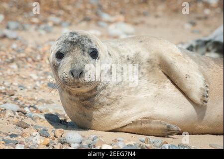 primo piano di un foca cucito con un'espressione premurosa che si basa su una spiaggia di pietra Foto Stock