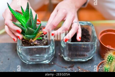 Le mani di una donna che trapiantano i mini cactus in una nuova pentola di vetro nel suo cortile in primavera. Concetto di coltivazione e decorazione con le piante. Foto Stock