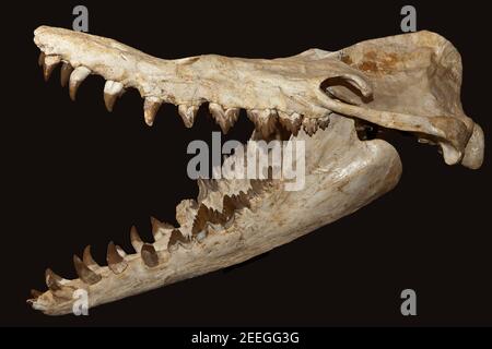 Cranio Basilosaurus Foto Stock