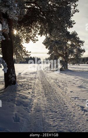Due alti pini si trovano su entrambi i lati di una vecchia strada di campagna che conduce ai campi. La neve ha coperto tutto nella soleggiata giornata invernale. Foto Stock