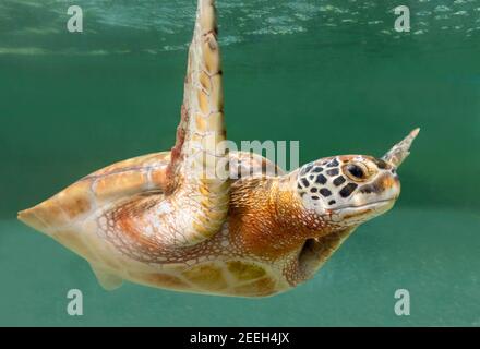 Vista ravvicinata di una tartaruga verde (Chelonia mydas) Foto Stock