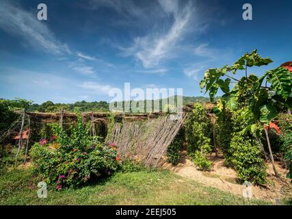 vitigni a base di pepe coltivati in azienda agricola biologica nella provincia di kampot cambogia Foto Stock