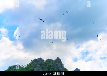 Alimentare aquile. Gregge di aquile che girano nel cielo in attesa di cibo. Foto Stock