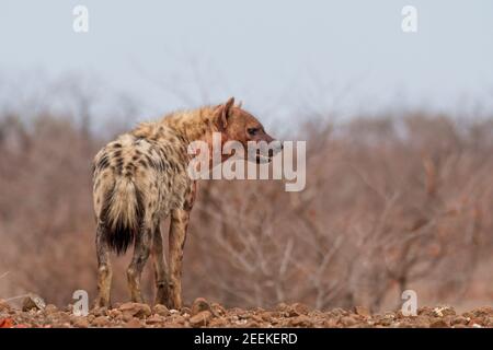 iena sul prowl Foto Stock