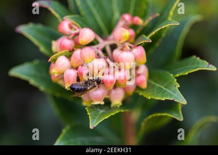 Fiori della fragola dal Parco Naturale del Lago di Vrana, Croazia Foto Stock