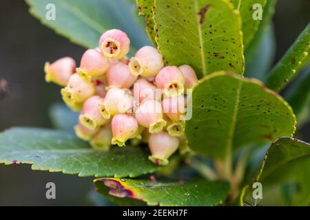 Fiori della fragola dal Parco Naturale del Lago di Vrana, Croazia Foto Stock