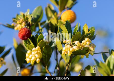 Fiori e frutti della fragola del Parco naturale del Lago di Vrana, Croazia Foto Stock