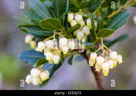 Fiori della fragola dal Parco Naturale del Lago di Vrana, Croazia Foto Stock