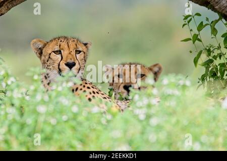 I ghepardi giacciono all'ombra nella Mashatu Game Reserve, Botswana. Foto Stock