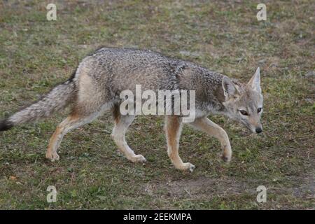 Stalking grigio Zorro Foto Stock