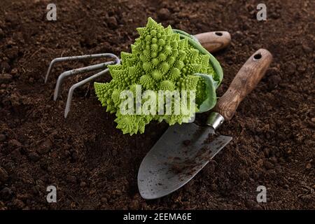 Romanesco broccoli, o cavolfiore romano con attrezzi da giardino su fondo terreno Foto Stock
