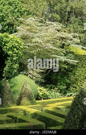 Un albero Aralia elata variegata che si affaccia sul bordo di un evergreen labirinto in Bourto9n House giardino nel inglese Cotswolds REGNO UNITO Foto Stock