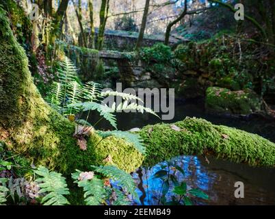 Albero caduto in fiume con muschio e funghi e sfocato ponte di pietra Foto Stock