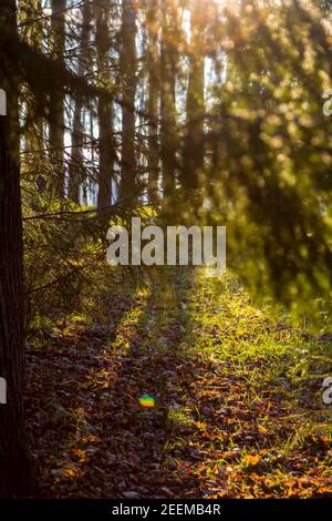 L'alba del mattino si rompe attraverso le foglie degli alberi, illuminando l'erba in estate. I raggi del sole perforano il fogliame Foto Stock