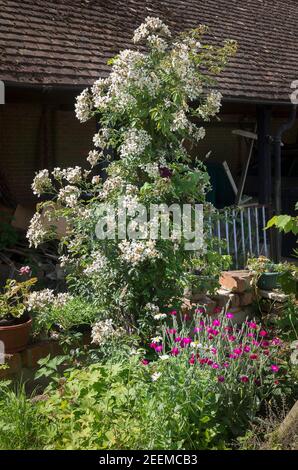 Un ex rambler rampicante convertito in una rosa ornamentale pilastro. Rosa Wedding Day nel mese di giugno in un giardino di campagna inglese Foto Stock