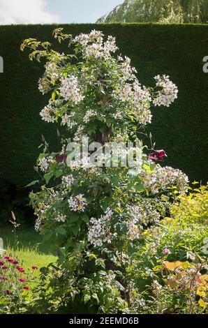 Un ex rambler rampicante convertito in una rosa ornamentale pilastro. Rosa Wedding Day nel mese di giugno in un giardino di campagna inglese Foto Stock